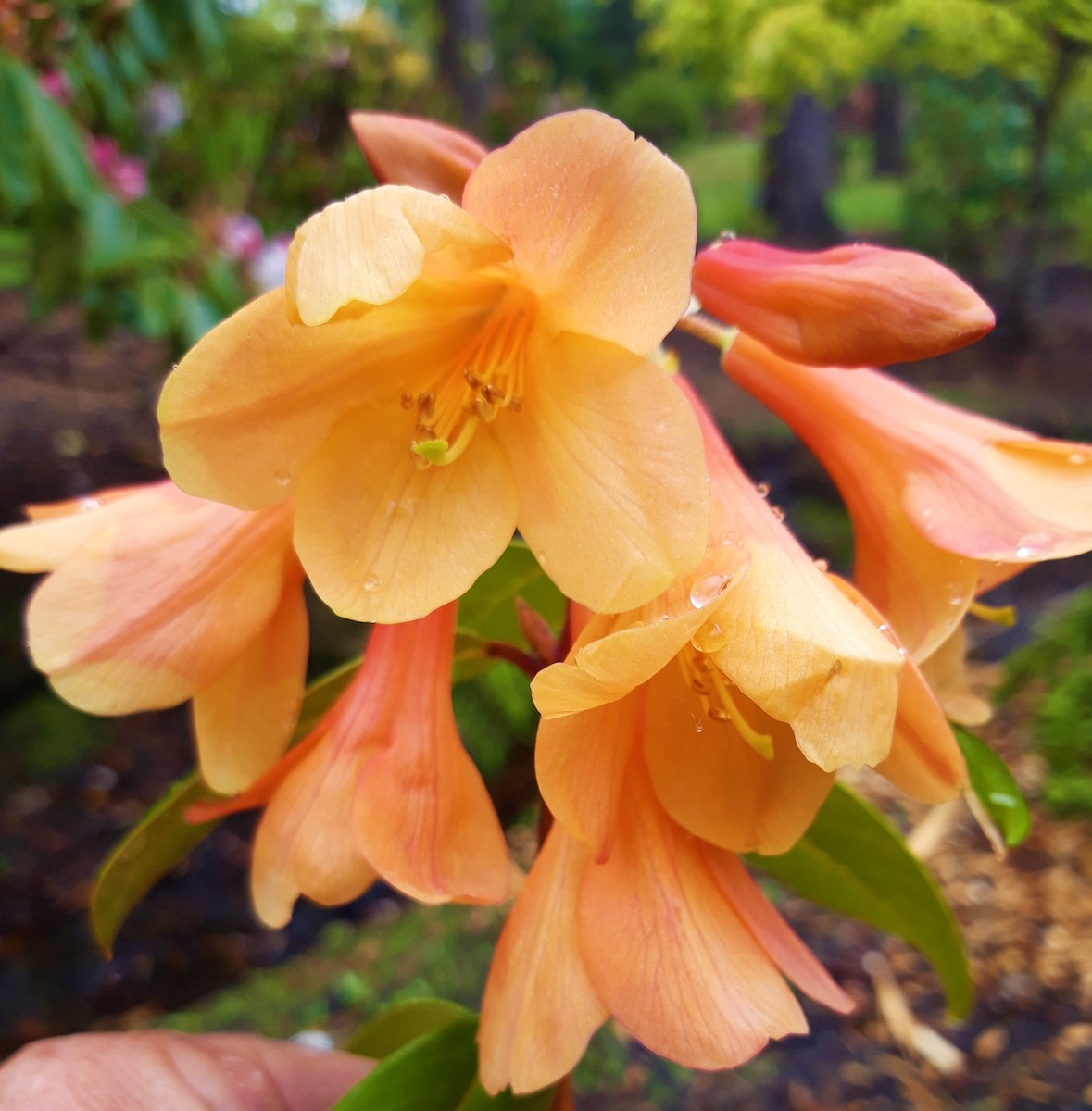 Trewithen Orange